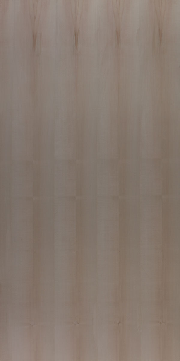0.5 mm Thick Sycamore Ivory Close Pore Natural Veneer - Matt Finish (8Ft X 4Ft)