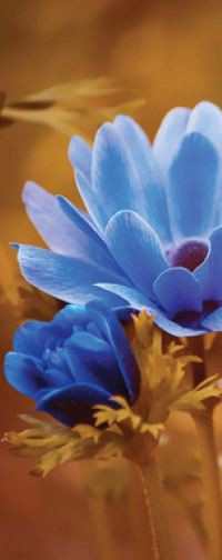 80 cm X 210 cm Full Glass Model UPVC Door Oak Wood Matte Finish UPVC004