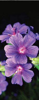 80 cm X 210 cm Full Glass Model UPVC Door Teak Wood Matte Finish UPVC005