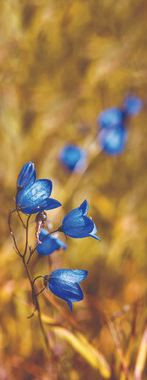 80 cm X 210 cm Full Glass Model UPVC Door Rose Wood Matte Finish UPVC010