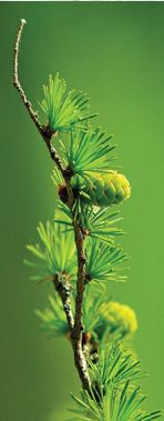 85 cm X 210 cm Full Glass Model UPVC Door Oak Wood Matte Finish UPVC011